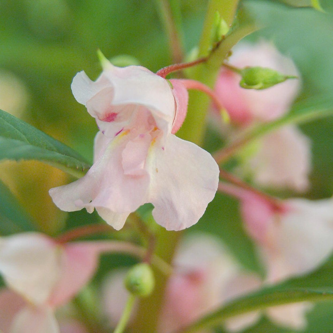 Baby Pink Balsam Camellia Blomsterfrø - 100 stk