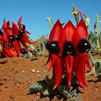 Flower Seeds, Seeds for Planting, Plant Seeds