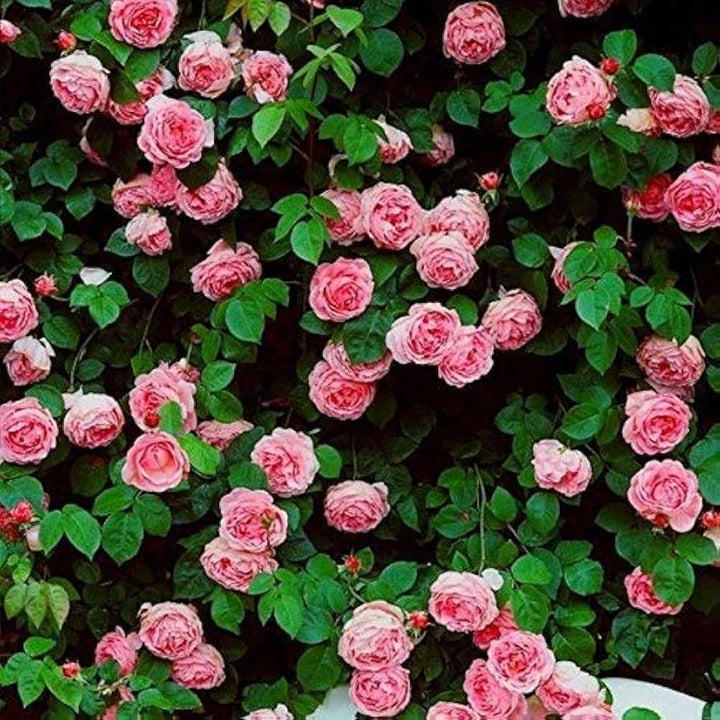 Climbing Rose Flower Seeds for Planting - Light Pink 100 pcs