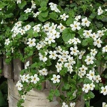 white heirloom flower seeds