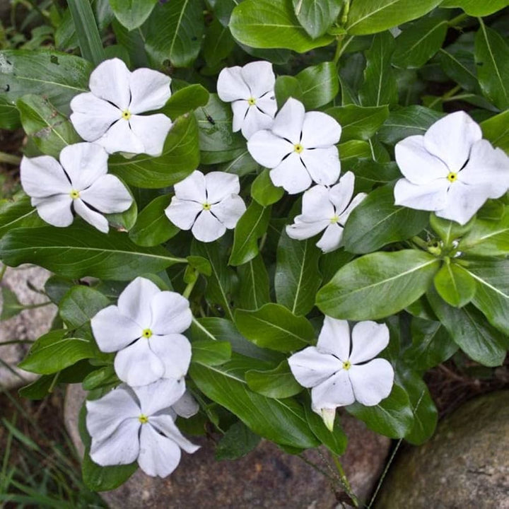 Periwinkle Vinca Hvide Blomsterfrø til Plantning 100 stk