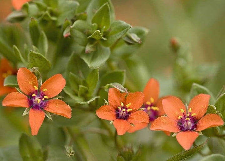 Orange Pimpernel Flower Seeds for Planting - 100 pcs