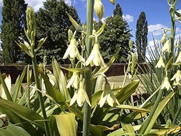 Flower Seeds, Seeds for Planting, Plant Seeds