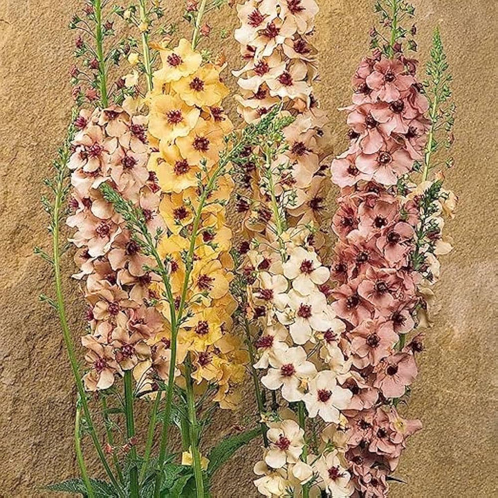 Antique Rose Verbascum Flower Seeds for Planting - 100 pcs