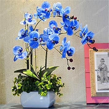 Flower Seeds, Seeds for Planting, Plant Seeds