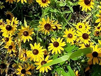 yellow rudbeckia flower seeds