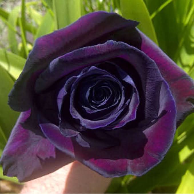 purple rose flower seeds