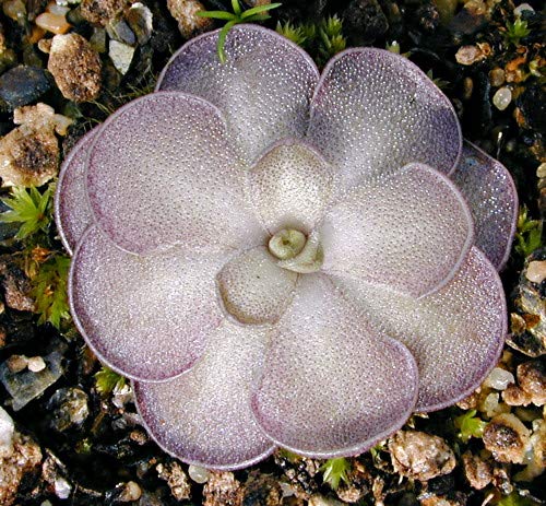 Pinguicula Moctezumae Butterwort Plantefrø til udplantning 100 stk