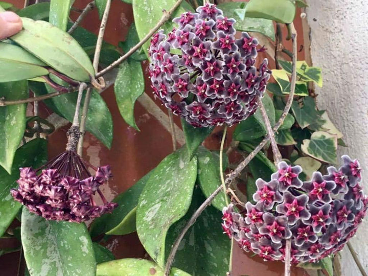 Flower Seeds, Seeds for Planting, Plant Seeds