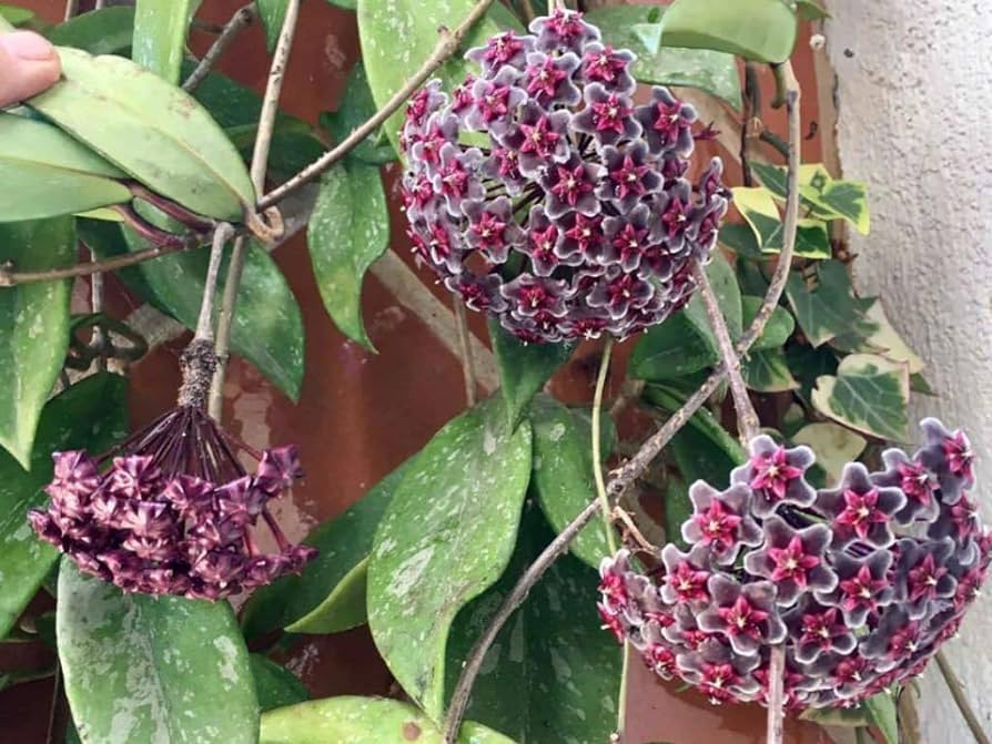 Mørkerøde Hoya Carnosa blomsterfrø til plantning - 100 stk