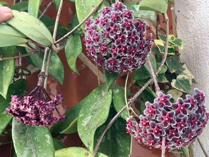 Dark Red Hoya Carnosa Flower Seeds for Planting - 100 pcs