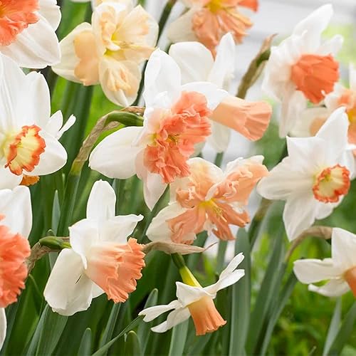 Dobbelt kronblade Narcissus Påskelilje Blomsterfrø til udplantning - Hvid &amp; Orange 100 stk.