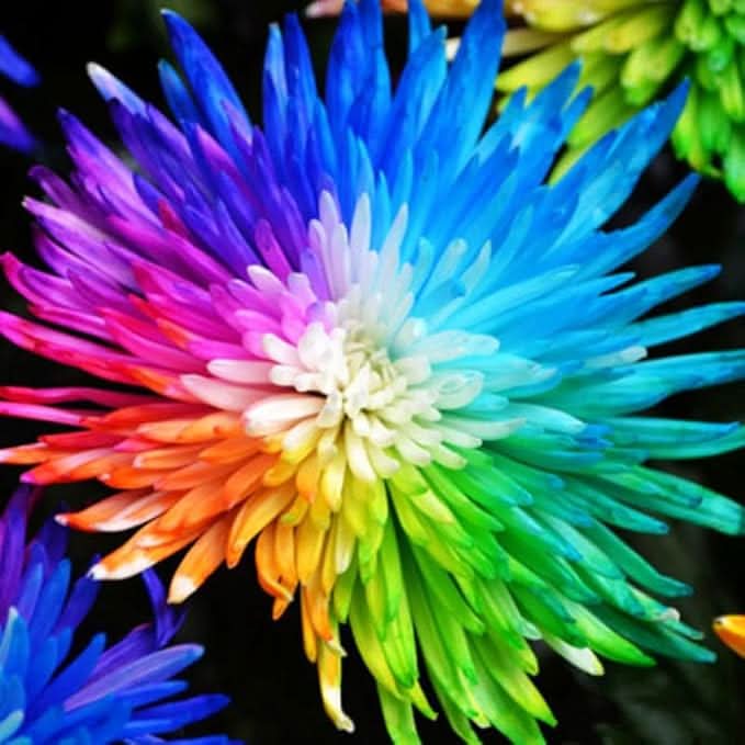 chrysanthemum rainbow flower seeds