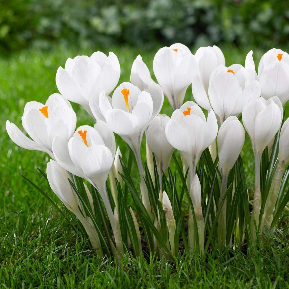 Hvide krokusblomsterfrø til plantning - 100 stk