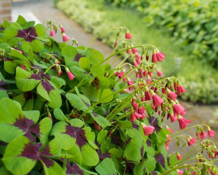 Oxalis Corymbosa Blomsterfrø til udplantning, 100 stk