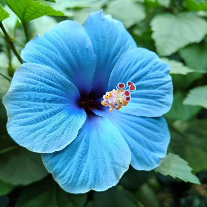 Blue & White Hibiscus Flower Seeds for Planting – Heirloom Non-GMO Organic Garden Seeds, High Germination