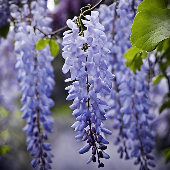 Wisteria blomsterfrø til plantning, tykke blå blomster, 100 stk