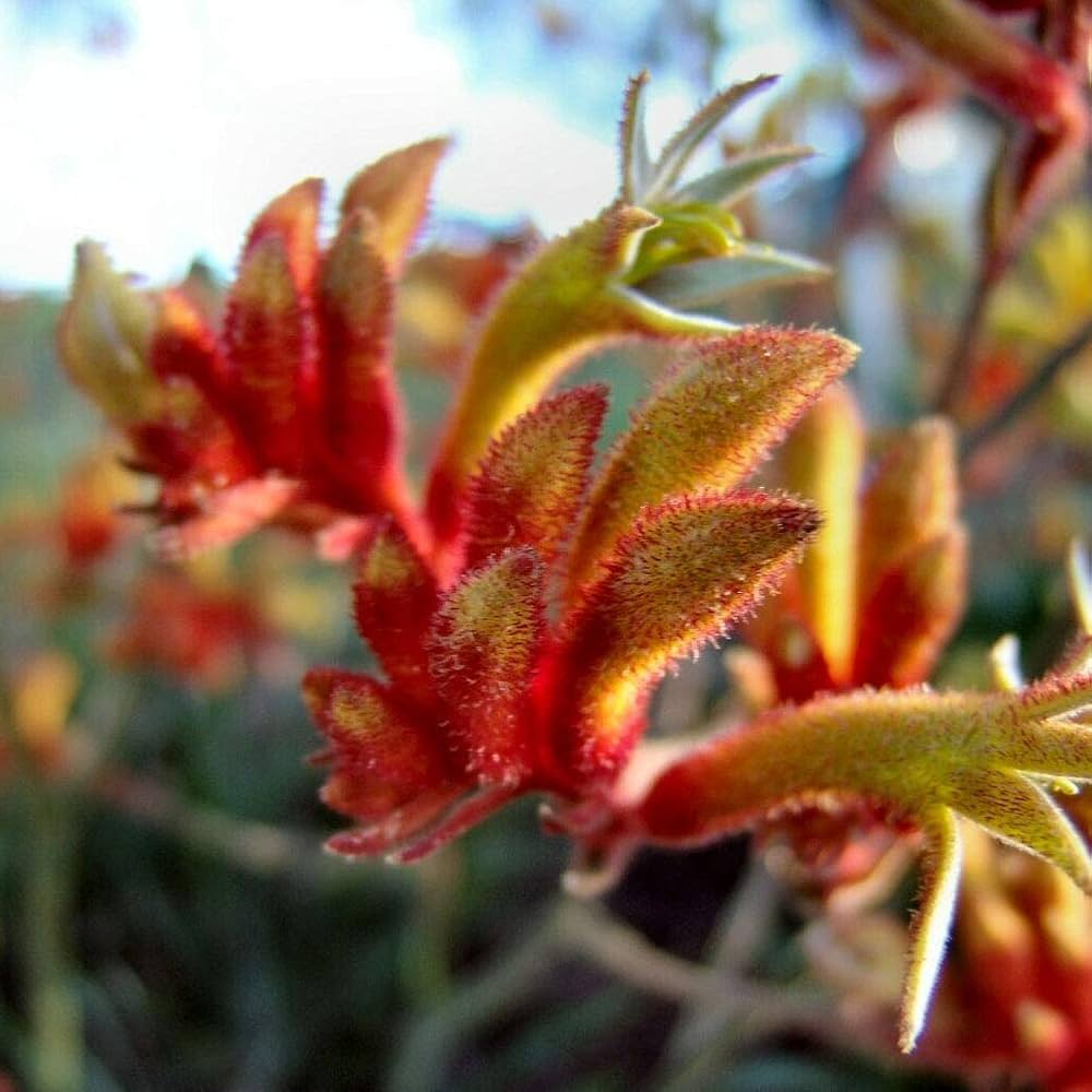 kangaroo paw flower seeds