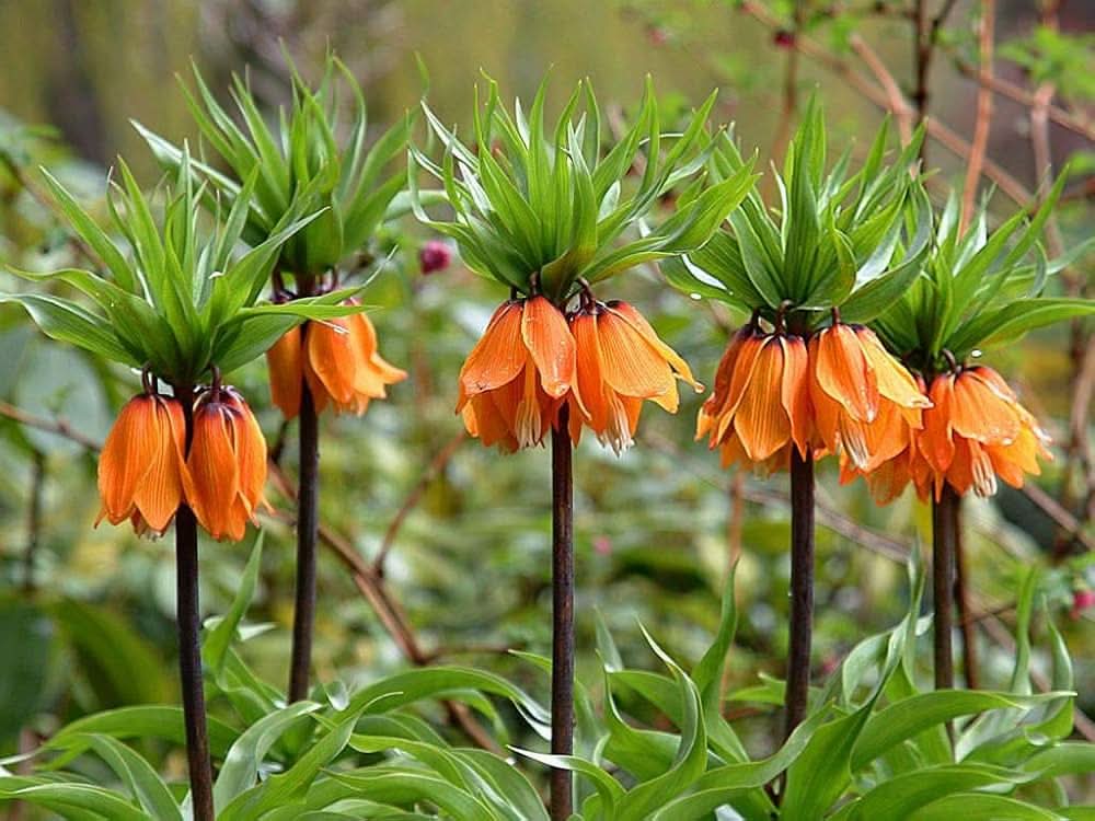 fritillaria fritillaria flower seeds
