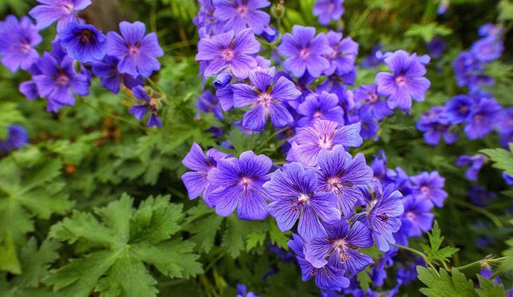 blue heirloom flower seeds