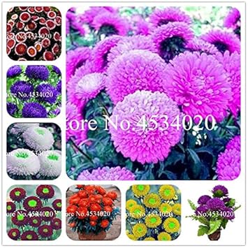 Flower Seeds, Seeds for Planting, Plant Seeds