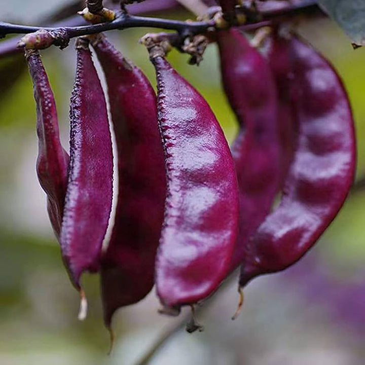 Heirloom Purple  Hyacinth Bean Seeds for Planting heirloom & Non-GMO Seeds