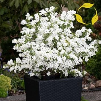 white racemosa flower seeds