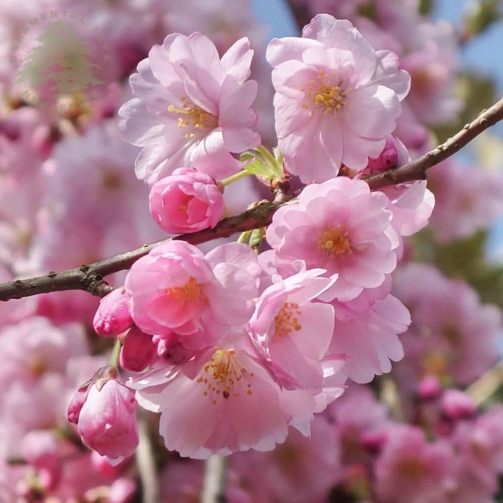 dwarf cherry flower seeds