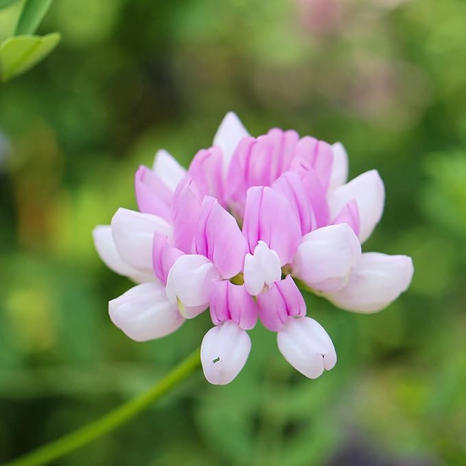 Organic Vetch Coronilla Flower Seeds for Planting – Heirloom, Non-GMO