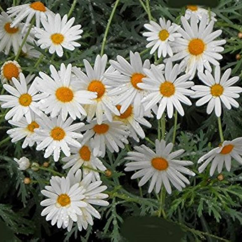 white winged flower seeds