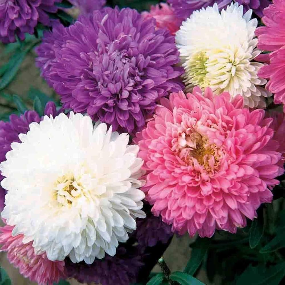 Mixed Crego Flower Seeds for Planting - 100 Pcs