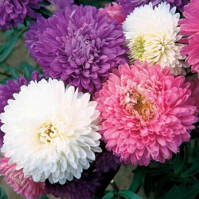mixed asters flower seeds