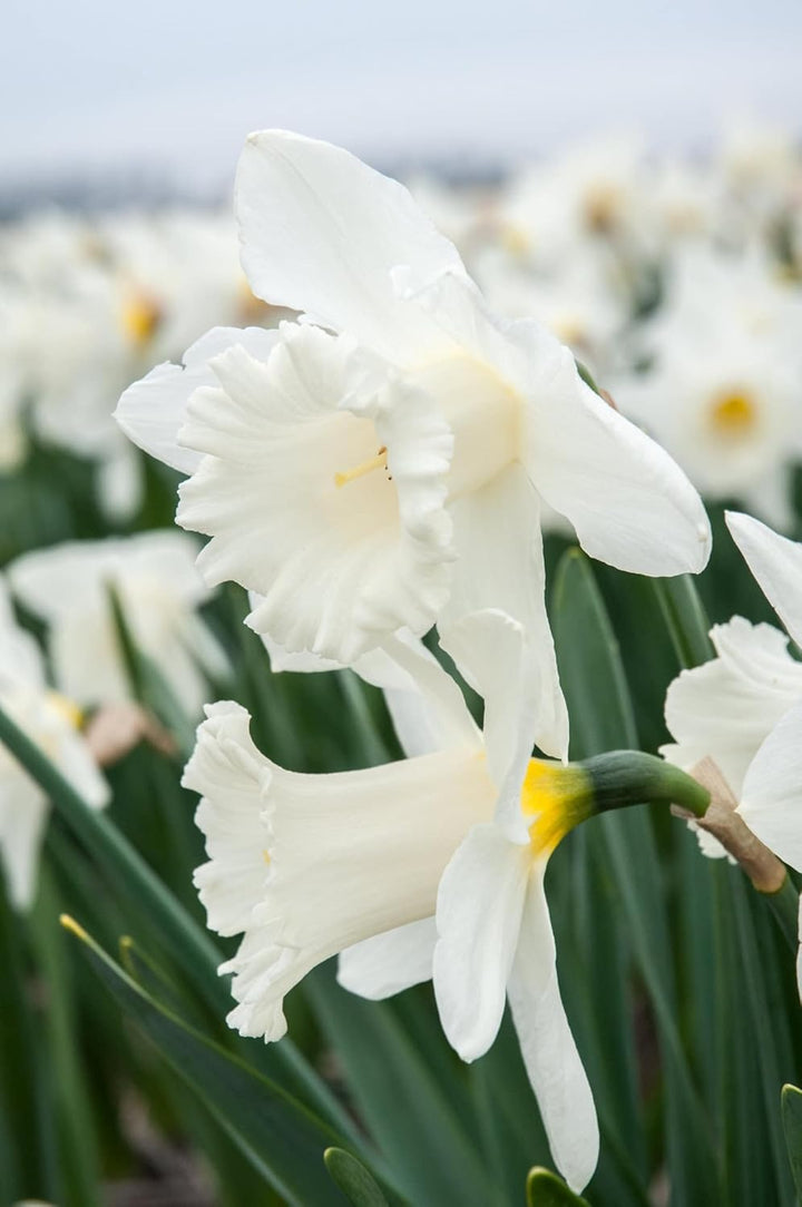 Flower Seeds, Seeds for Planting, Plant Seeds