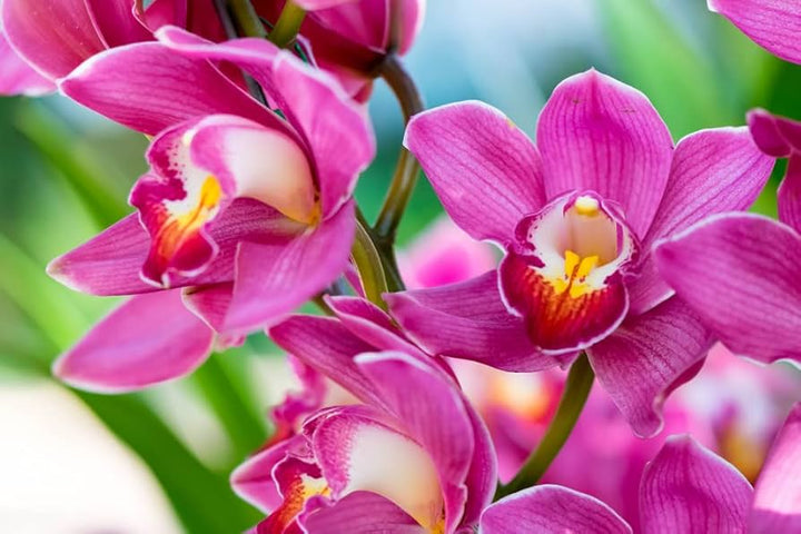 Lyserød Phalaenopsis Orkidé Blomsterfrø til udplantning 100 stk