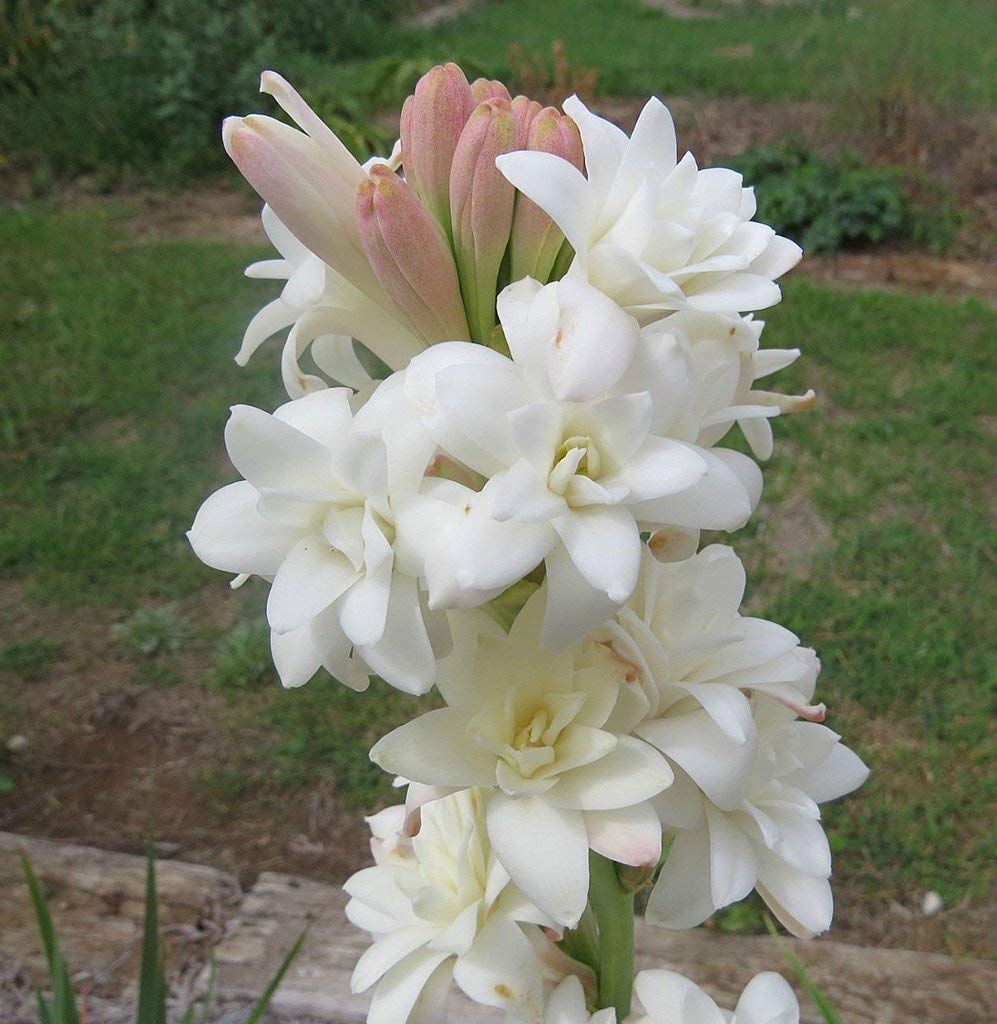 wilde lauch flower seeds
