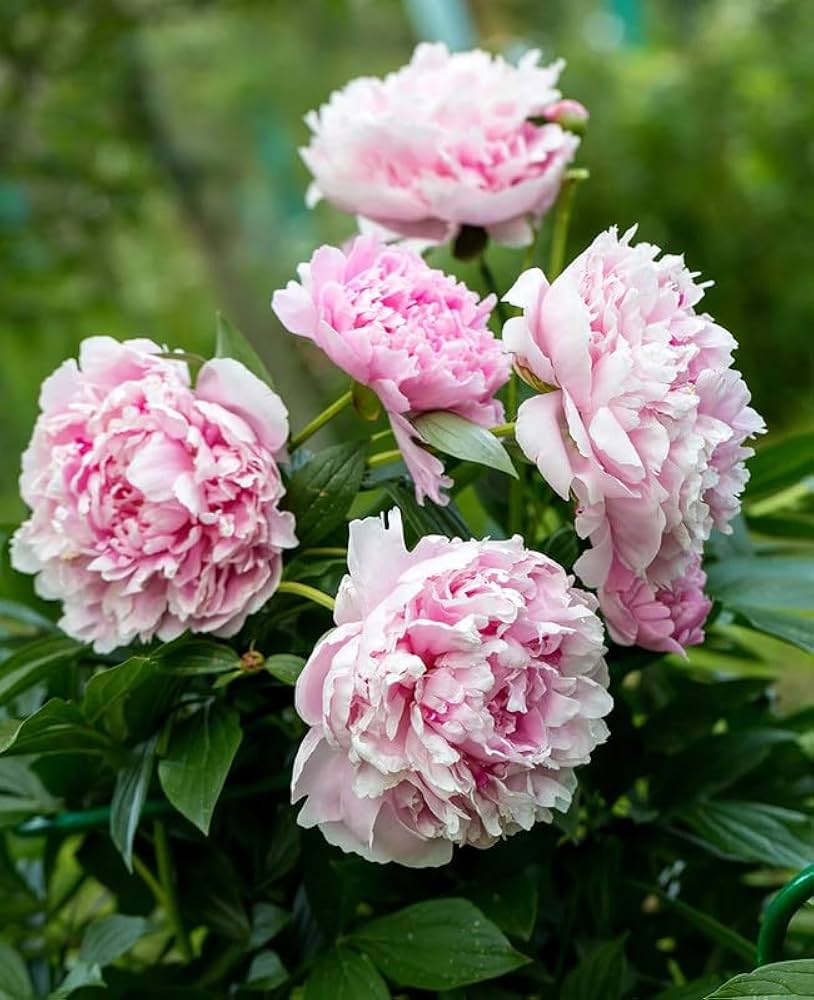 fernleaf peony flower seeds