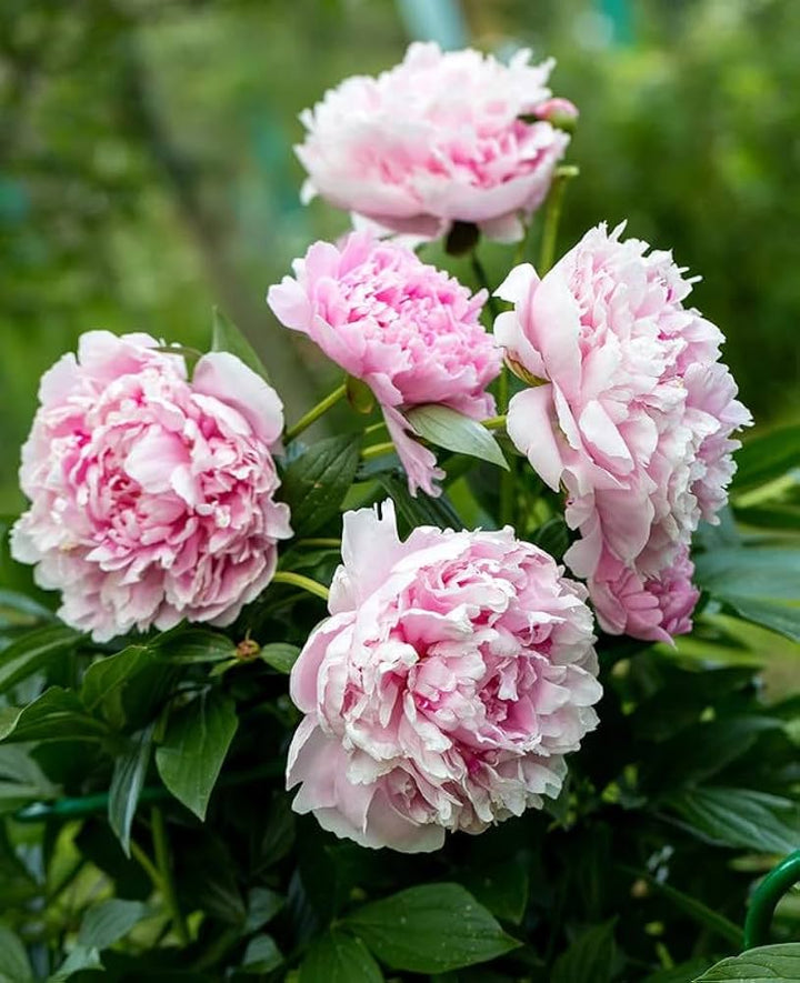 Fernleaf Peony For Planting Paeonia Tenuifolia For Flower Beds And Perennial Gardens Flower Seeds