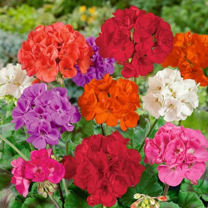 Heirloom Non-GMO Mixed Varieties Geranium Flower Seeds – High Germination Organic Garden Seeds for Planting Colorful Blooms