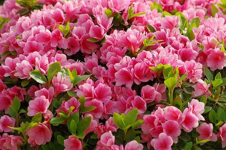 Azalea Pink Flower Seeds for Planting - 100 pcs