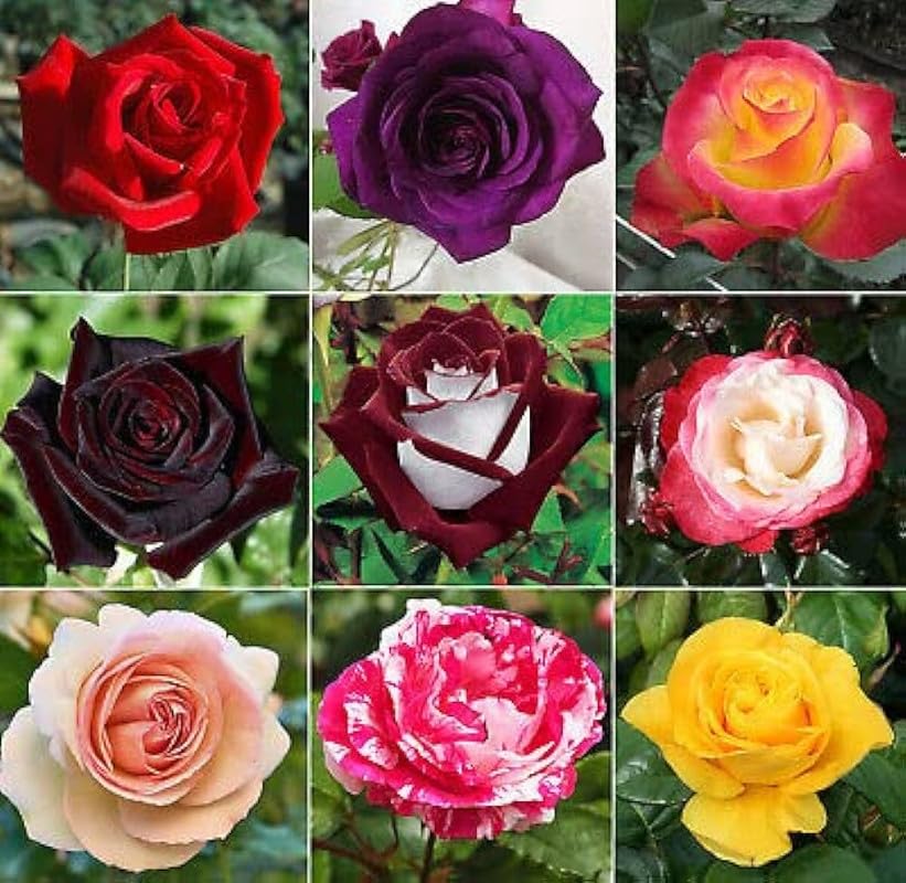 agrostemma rose flower seeds