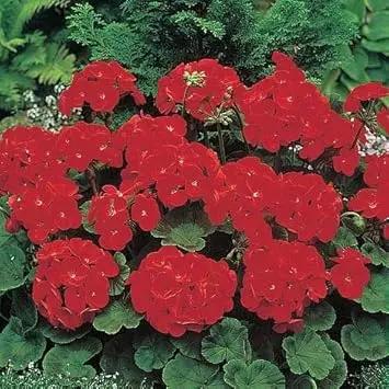 red geranium flower seeds