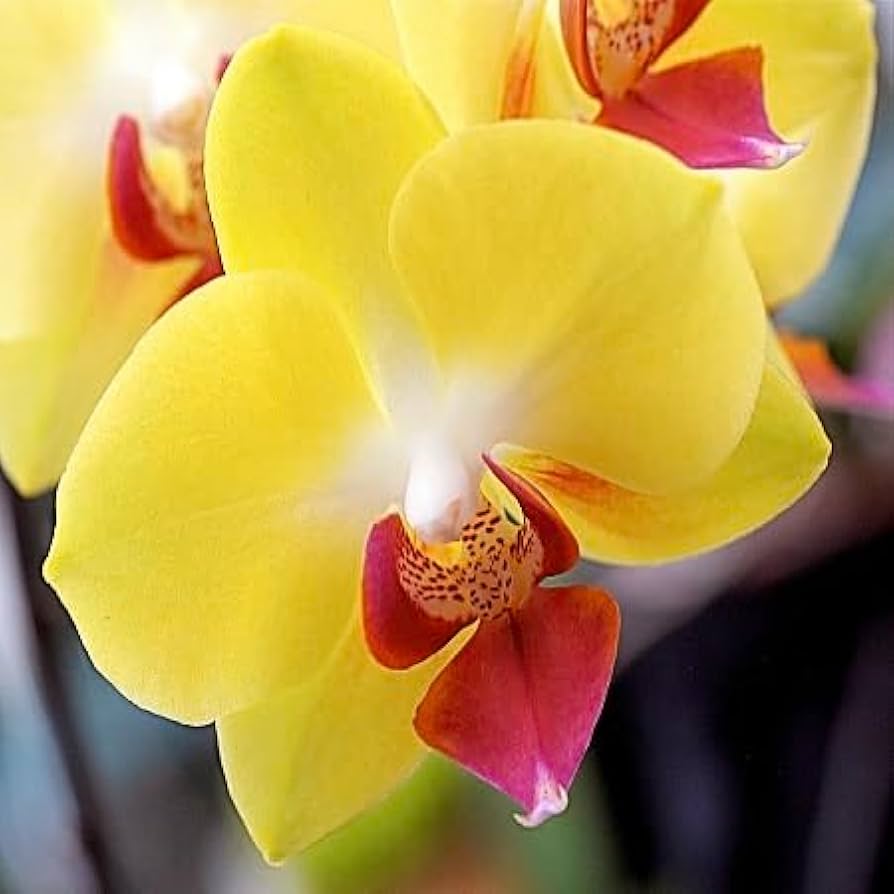 Deep Yellow Phalaenopsis Orchid Flower Seeds for Planting – Heirloom, Non-GMO, High Germination Exotic Seeds