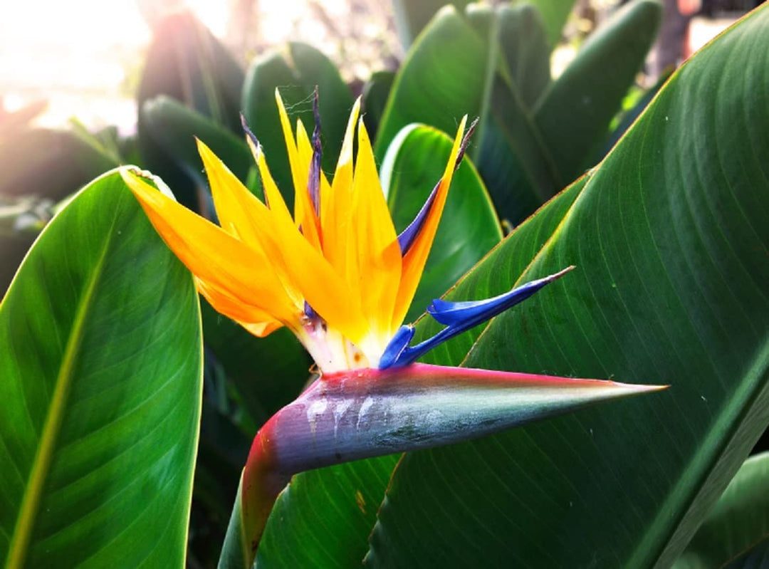 Yellow Strelitzia Reginae Seeds for Planting 100 pcs