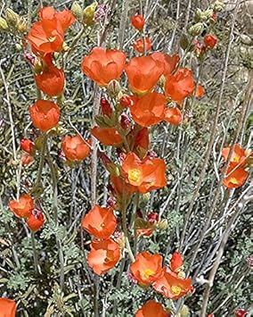 orange sphaeralcea flower seeds