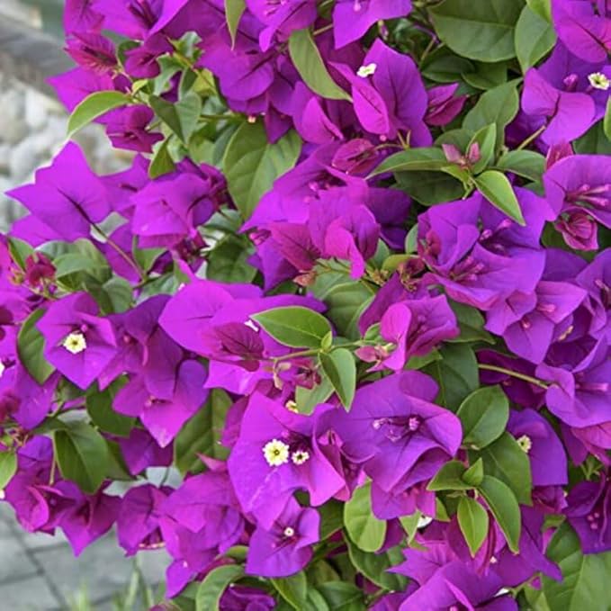 Violet Bougainvillea flower seeds for planting – Heirloom and Non-GMO Garden seeds