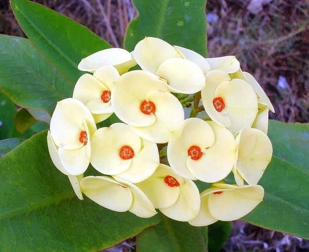 Hvide Euphorbia Milii blomsterfrø til plantning - 100 stk