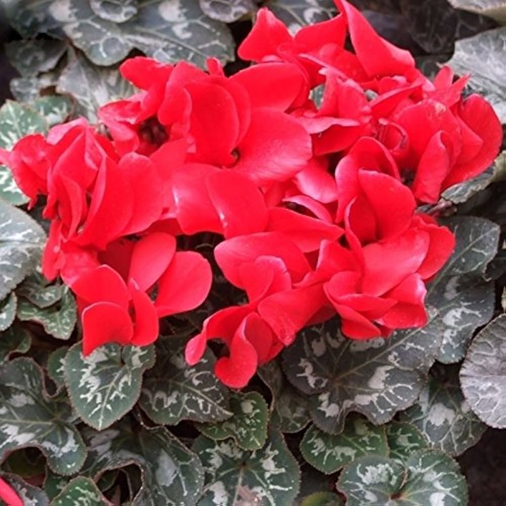 Heirloom Non-GMO Red Cyclamen Flower Seeds for Planting – Hardy Indoor & Outdoor Seeds