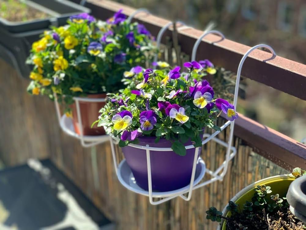 mixed pansy flower seeds