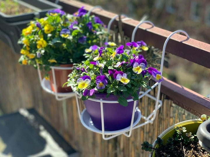 Mixed Pansy Flower Colorful Garden And Miniature Bonsai Flower Seeds Home Garden Planting,