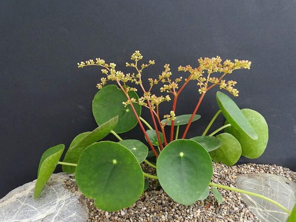 chinese money plant seed Pilea Peperomioides Plant Seeds for Planting – Heirloom Non-GMO Organic Garden Seeds with High Germination